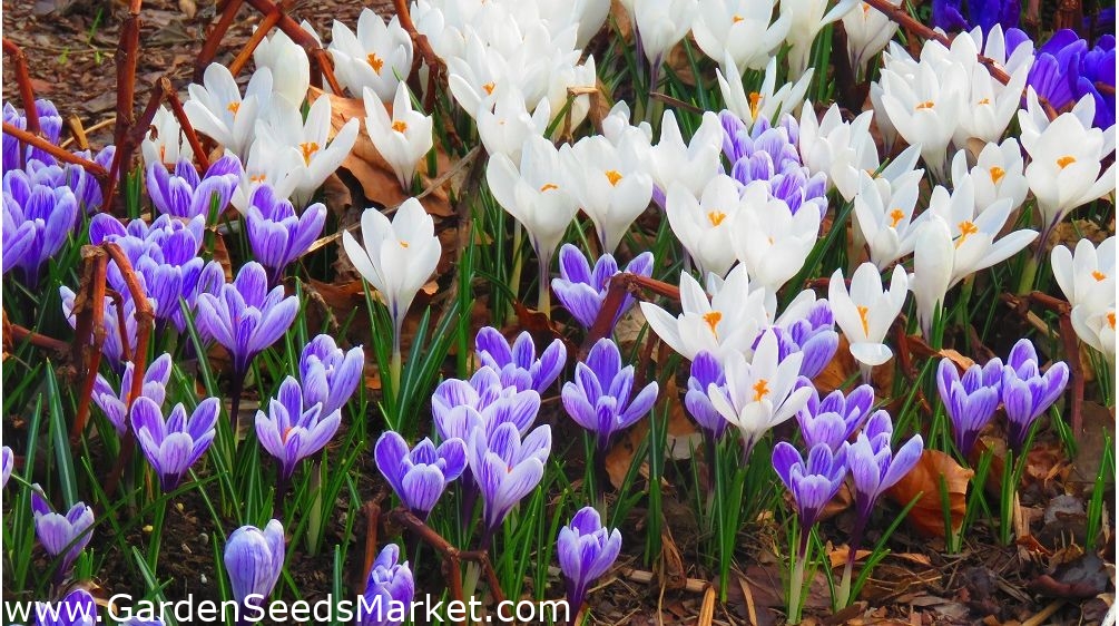 白紫色番红花集 60个 Garden Seeds Market 免费送货