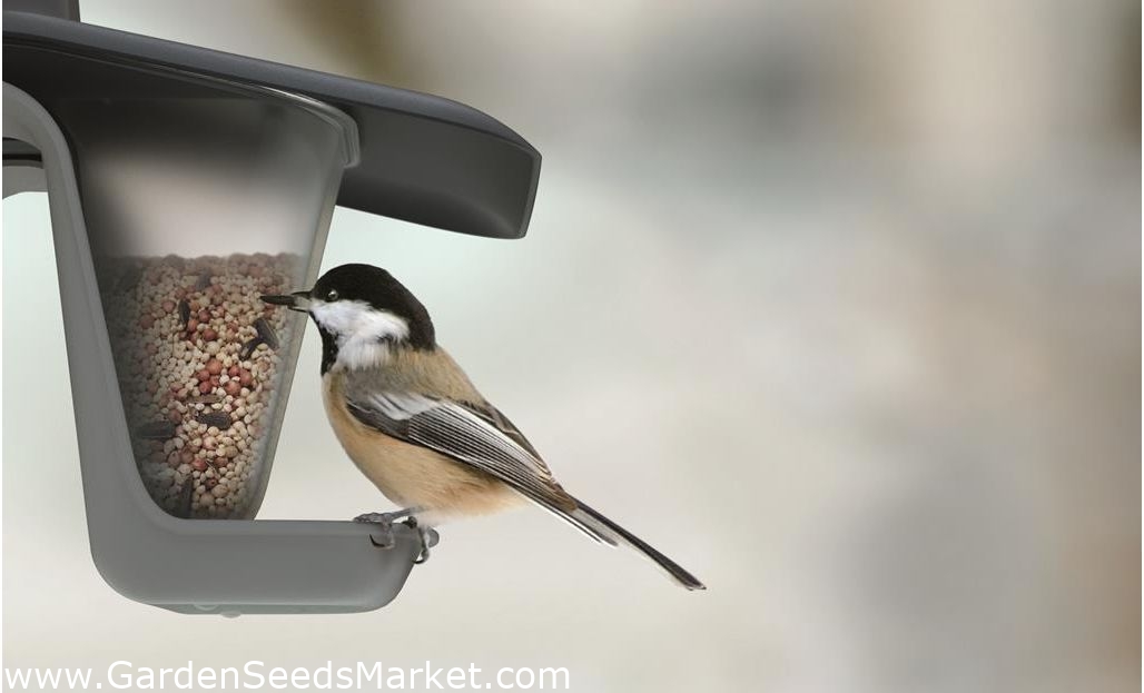 Mesa para pájaros / bandeja de alimentación Birdyfeed Double - para colgar  en una línea o rama - gris antracita - – Garden Seeds Market | Envío gratis