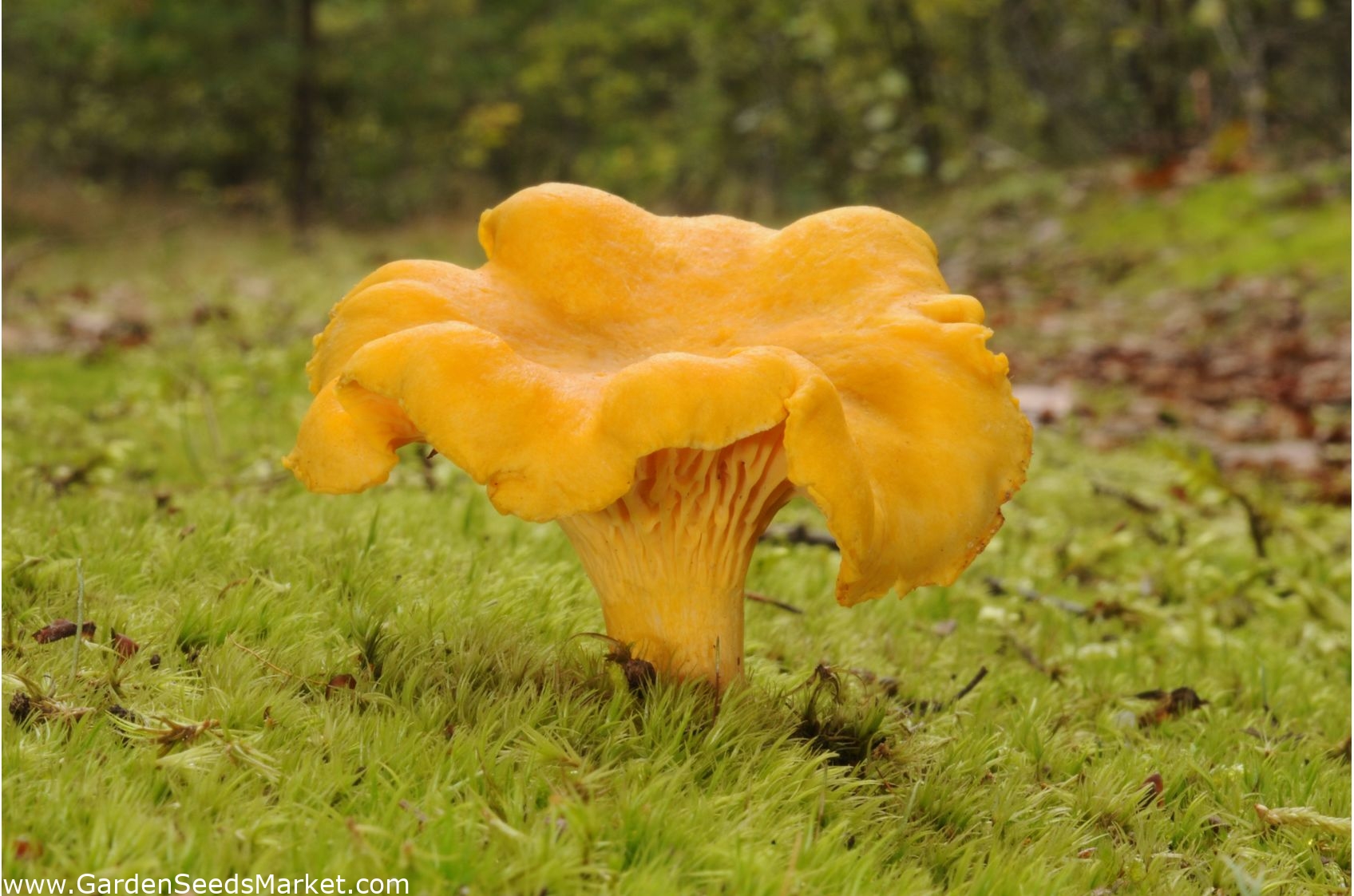 Лисичка обыкновенная. Лисичка обыкновенная гриб. Лисичка желтая (Cantharellus cibarius). Шляпочные грибы лисички. Лисичка обыкновенная съедобные грибы.