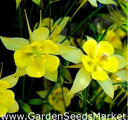 ゴールデンコロンバイン種子 Aquilegia菊 270種子 Aquilegia Chrysantha シーズ Garden Seeds Market 送料無料