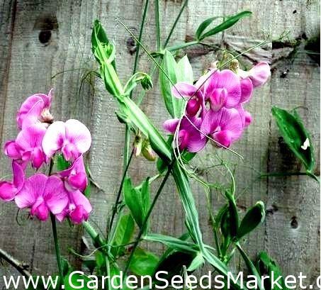 Mešana semena graškovnega vetra - Lathyrus latifolius - 36 semen – Garden  Seeds Market | Brezplačna dostava