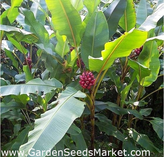 Rožinės bananų sėklos - Musa velutina - 5 sėklos – Garden Seeds Market |  Nemokamas pristatymas