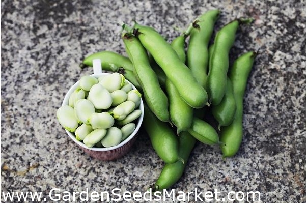 Fève - Bartek - Vicia faba L. - graines – Garden Seeds Market | Livraison  gratuite