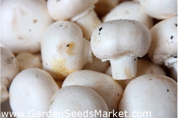 白い一般的なキノコ 菌糸体 穀物に産卵 自宅または庭で栽培するため 1 Kg Garden Seeds Market 送料無料