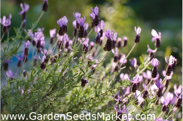 フランスのラベンダー スペインのラベンダーの種 Lavandula Stoechas 37の種 シーズ Garden Seeds Market 送料無料