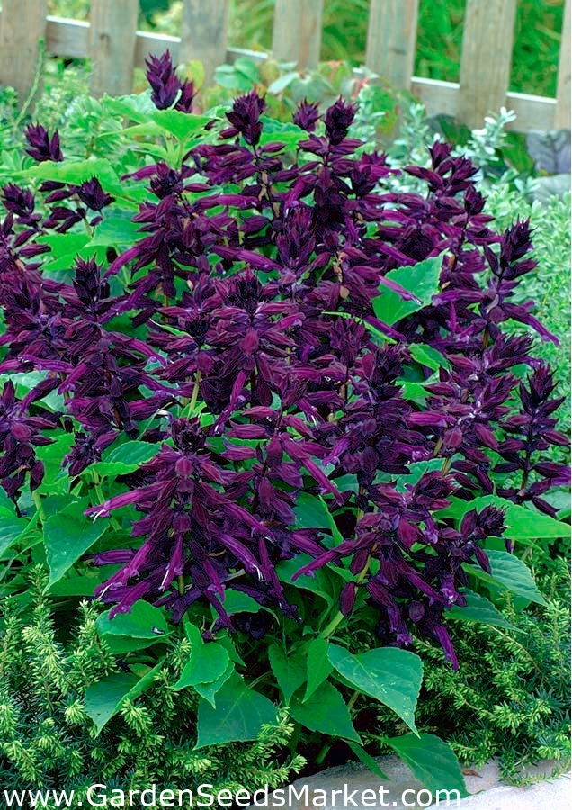 Praktsalvia Violett 84 Fron Salvia Splendens Garden Seeds Market Gratis Frakt
