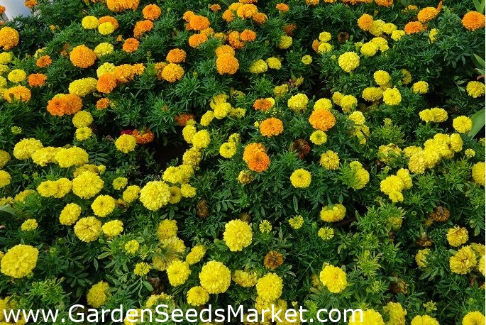 メキシコのマリーゴールド レモンイエロー オレンジ 2種類の種のセット シーズ Garden Seeds Market 送料無料