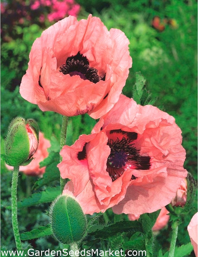 オリエンタルポピー プリンセスビクトリアルイーズ ピンクオレンジ 630種 Papaver Orientale シーズ Garden Seeds Market 送料無料