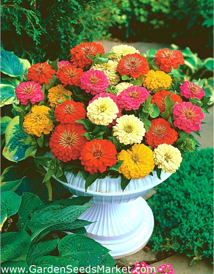 Home Garden Dwarf Common Zinnia Youth And Age Pepito For Indoor And Balcony Cultivation 60 Seeds Garden Seeds Market Free Shipping