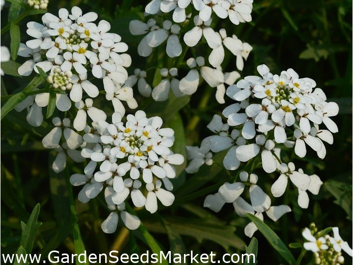 ロケットキャンディタフト 苦いcandytuft 野生のcandytuft 360の種 Iberis Amara Coronaria シーズ Garden Seeds Market 送料無料