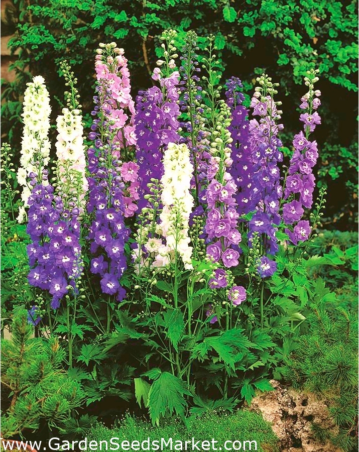 ラークスパー Pacific Giant バラエティーミックス 198種子 Delphinium X Cultorum シーズ Garden Seeds Market 送料無料