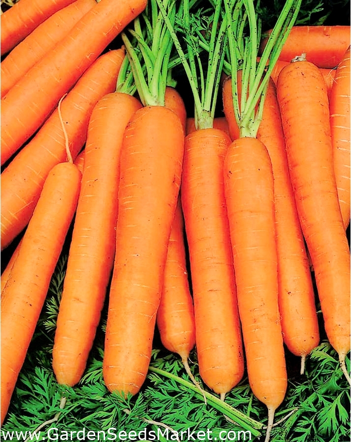 Carrot "Jagna" COATED SEEDS Garden Seeds Market Free shipping