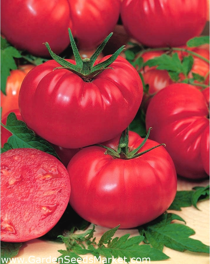 Tomate 'Warsaw Raspberry' - Feldsorte – Garden Seeds Market ...