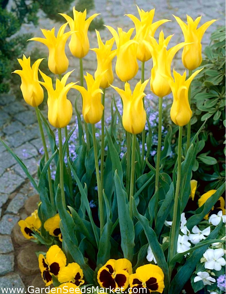 Tulipa West Point - Tulip West Point - 5 bulbs – Garden Seeds Market | Free  shipping