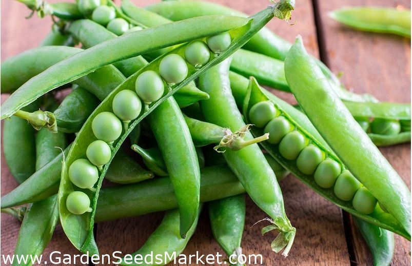 Pois cultivé saccharatum Premium Pisum sativum var. saccharatum