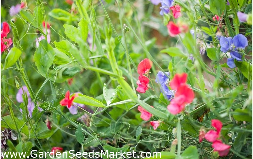 ハッピーガーデン 私と一緒に登る甘いエンドウ豆 子供たちが成長することができる種 24種 Lathyrus Odoratus シーズ Garden Seeds Market 送料無料