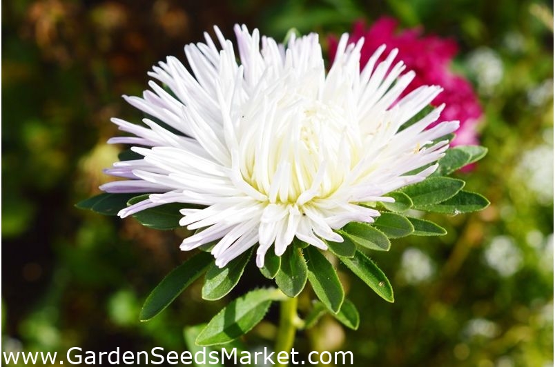 Annual aster 500 seeds White needle petal china aster
