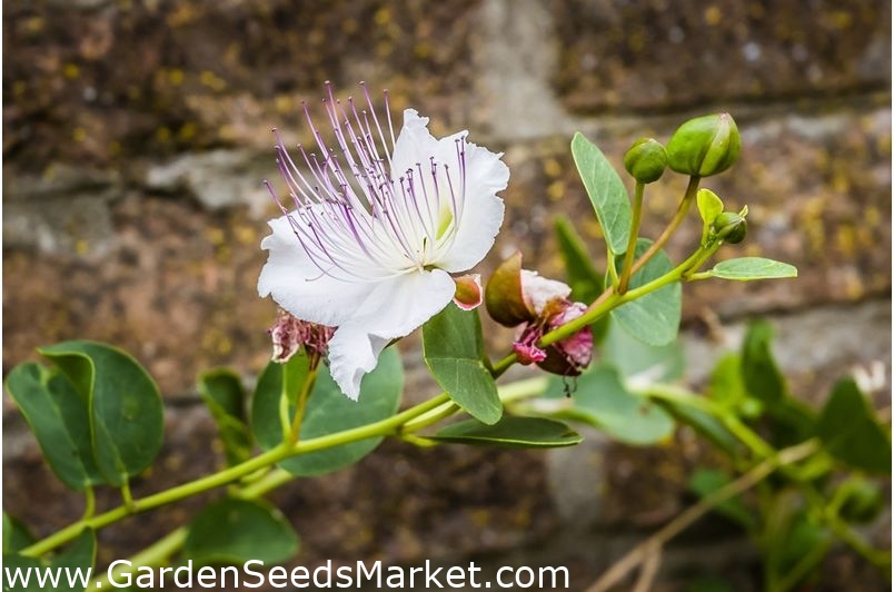 Kapers - Capparis spinosa - frø – Garden Seeds Market | Gratis fragt