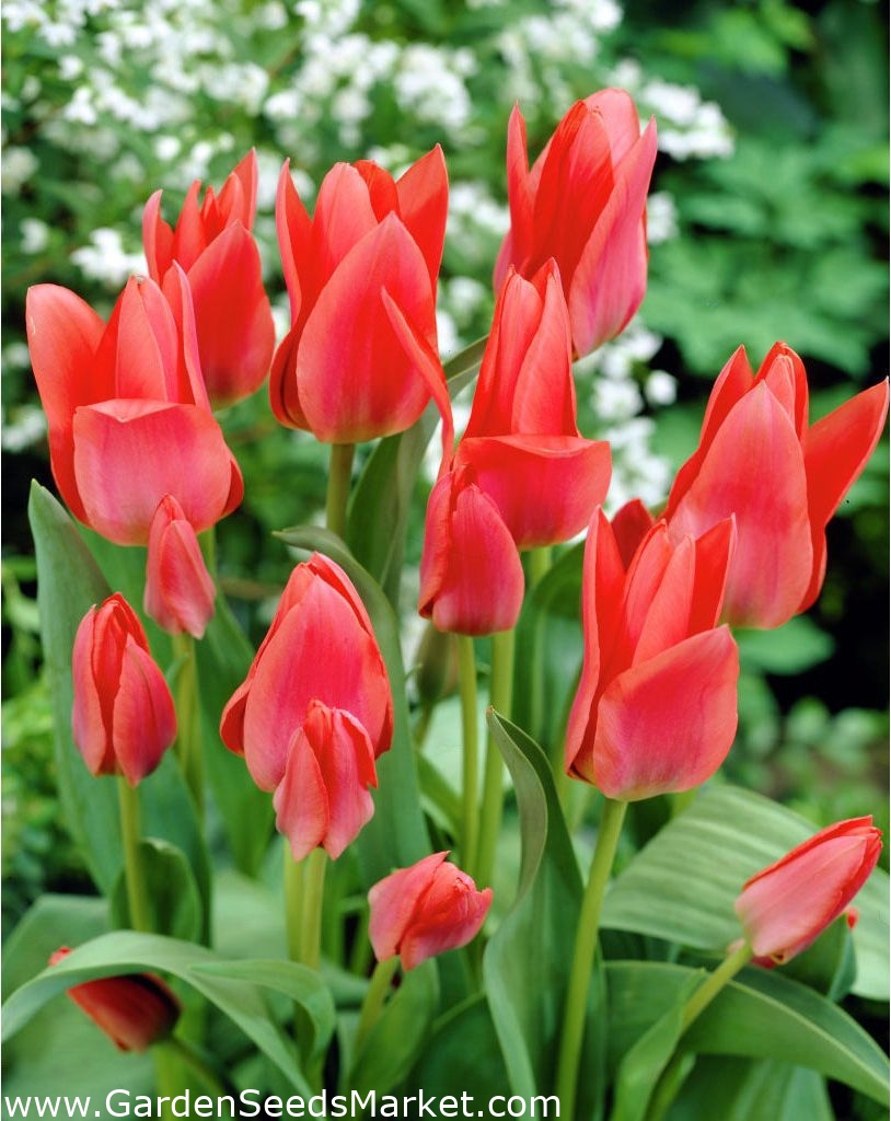 Tulipa Toronto - Tulipán Toronto - 5 květinové cibule – Garden Seeds Market  | Doprava zdarma