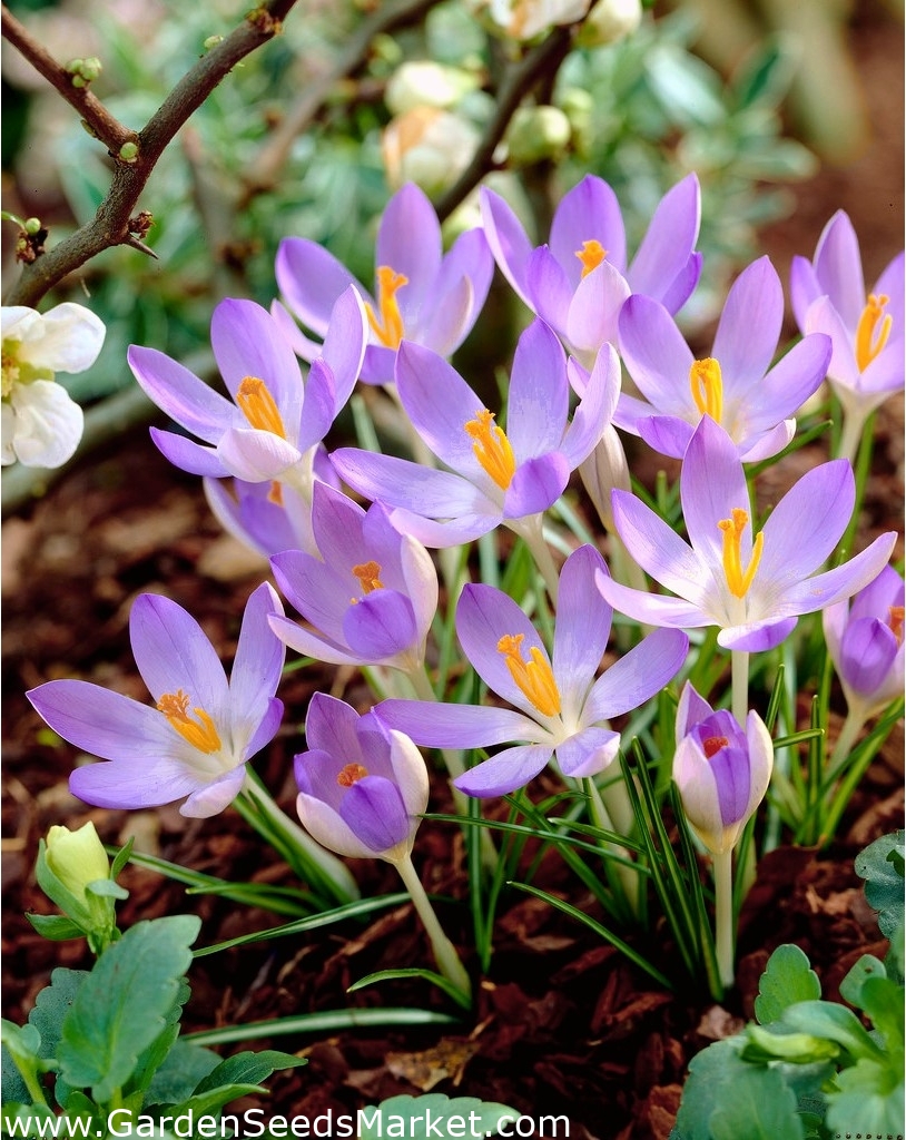 クロッカスライラックビューティー 大きなパッケージ 100個 Garden Seeds Market 送料無料