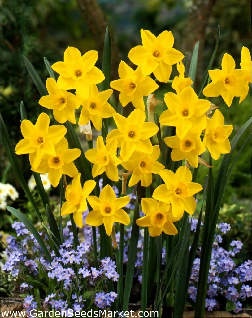 Golden Carpet daffodil 5 pcs Garden Seeds Market Free shipping