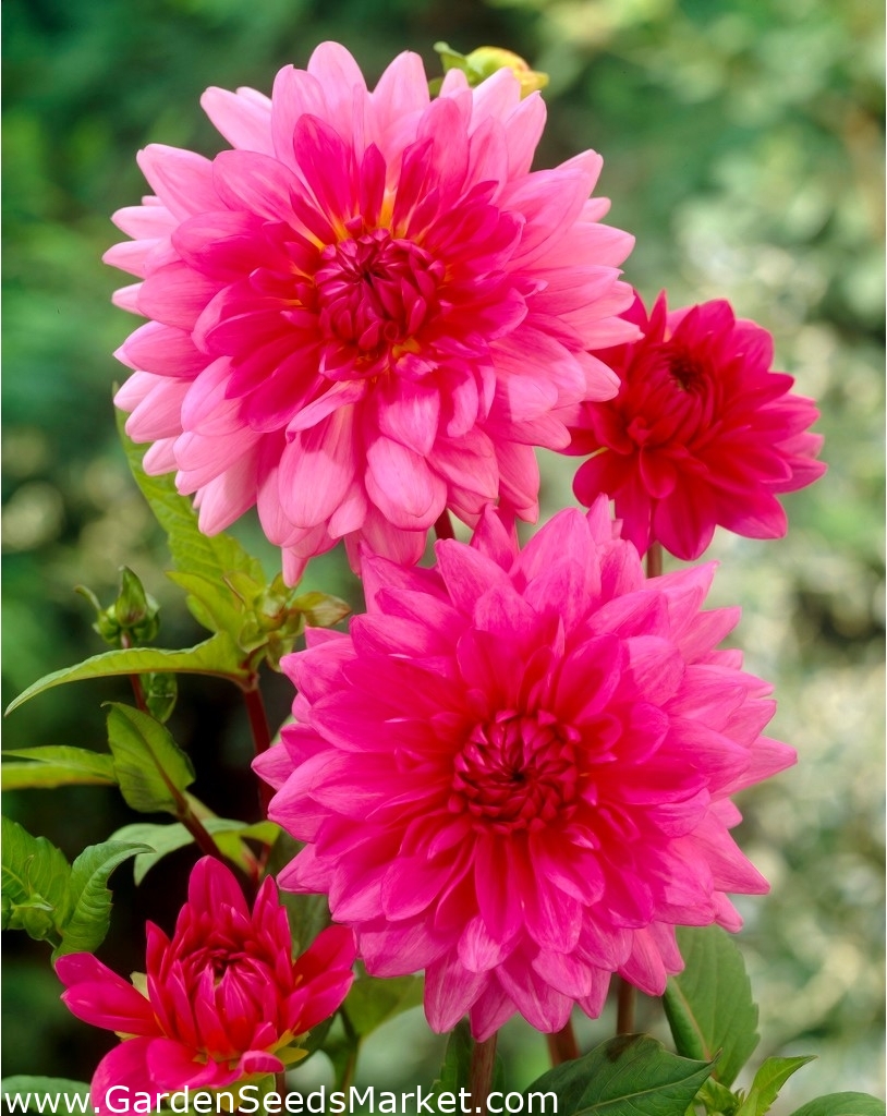 Rosa Dahlie - Dahlia Pink - XL-Packung - 50 Stk - – Garden Seeds Market |  Kostenloser Versand