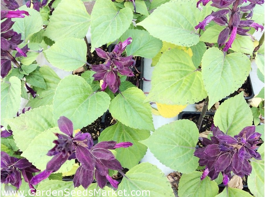Praktsalvia Violett 84 Fron Salvia Splendens Garden Seeds Market Gratis Frakt
