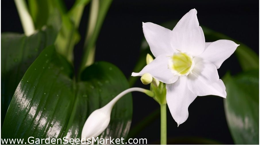 Eucharis Amazonica アマゾンリリー 球根 塊茎 根 Garden Seeds Market 送料無料