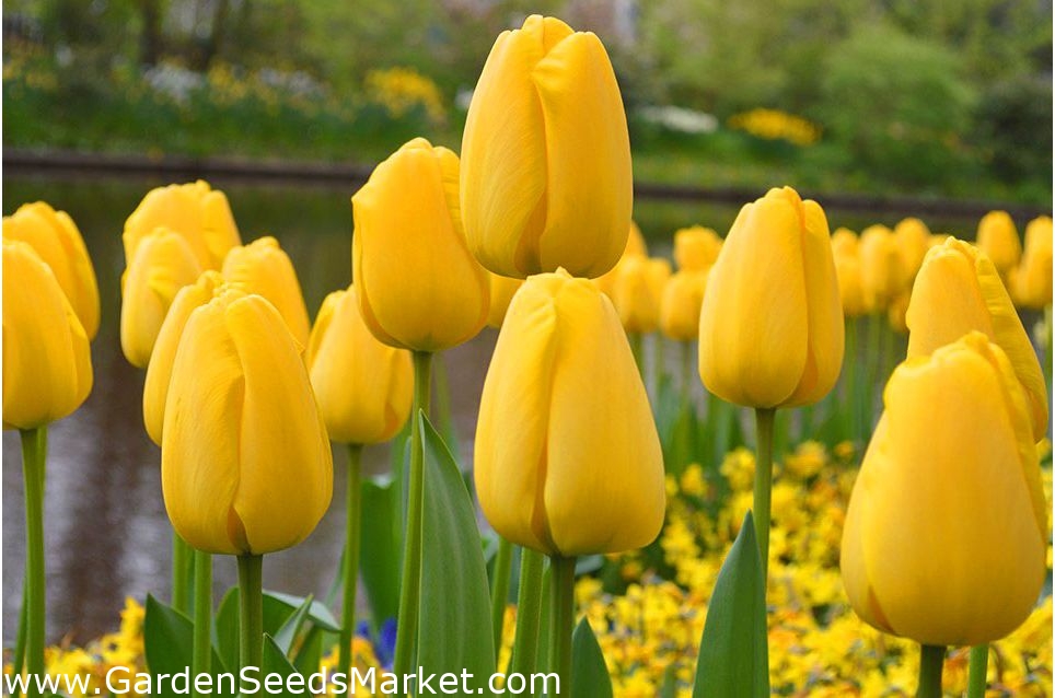 Tulipa Golden Apeldoorn - Tulip Golden Apeldoorn - 5 bulbs – Garden ...